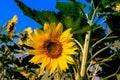 Close-up yellow sunflower against blue sky. Royalty Free Stock Photo