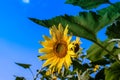 Close-up yellow sunflower against blue sky. Royalty Free Stock Photo