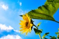 Close-up yellow sunflower against blue sky Royalty Free Stock Photo