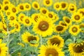 Yellow sunflower field blooming in agriculture farm outdoor background Royalty Free Stock Photo