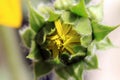 Close up of sunflower flower bud Helianthus annuus Royalty Free Stock Photo