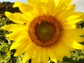 Close up Yellow sunflower leaves