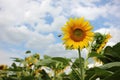 Close-up of yellow sunflower in the summer field against blue cloudy sky. Selective focus Royalty Free Stock Photo