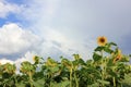 Close-up of yellow sunflower in the summer field against blue cloudy sky. Selective focus Royalty Free Stock Photo