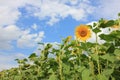 Close-up of yellow sunflower in the summer field against blue cloudy sky. Selective focus Royalty Free Stock Photo