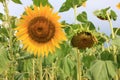 Close-up of yellow sunflower in the summer field against blue cloudy sky. Selective focus Royalty Free Stock Photo