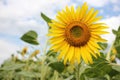 Close-up of yellow sunflower in the summer field against blue cloudy sky. Selective focus Royalty Free Stock Photo