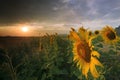 close up of yellow sunflowers petal blooming in agriculture field with beautiful sun set light and cloudy sky use as natural back Royalty Free Stock Photo