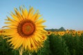 Close up yellow sunflowers petal in plant field with blue sky co Royalty Free Stock Photo