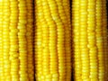 Close up yellow sweet corn grain, dense rows of boiled yellow corn seeds Royalty Free Stock Photo