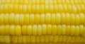 Close up Yellow Sweet corn in a rows. top view. Royalty Free Stock Photo