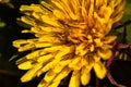 Close up of yellow Taraxacum Dandelion flowers. Macro shot of dandelion