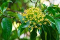 Close-up of yellow tarenna wallichii flower on green leaves background