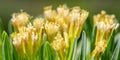 Close up from a a yellow tenerife wax plant