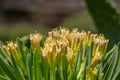 Close up from a yellow tenerife wax plant