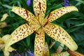 Close-up of yellow tiger lily in the garden Royalty Free Stock Photo