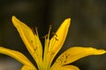 Close-up of a yellow tiger lily with narrow petals Royalty Free Stock Photo