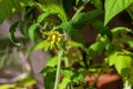 Close up yellow tomato blossom in the garden. Royalty Free Stock Photo