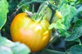 Close up yellow tomato growing in field plant agriculture farm. Ripe tomatoes growing on branch Royalty Free Stock Photo