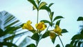 Close up of yellow tropical flowers in a flower garden Royalty Free Stock Photo