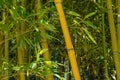 Close-up of yellow trunks gold bamboo Phyllostachys aureosulcata `Aureocaulis` in Arboretum Park Southern Cultures in Sirius