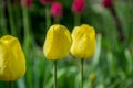 Close-up of yellow tulip flower with blurred background, spring wallpaper, selective focus, colorful tulips field with water drops Royalty Free Stock Photo