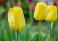 Close-up of yellow tulip flower with blurred background, spring wallpaper, selective focus, colorful tulips field with water drops Royalty Free Stock Photo