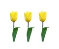 Yellow tulip flower with green leaf isolated on white background , clipping path Royalty Free Stock Photo