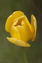 A close up of a yellow tulip flower