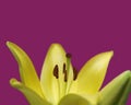 Close-up of Yellow Tulip on Pink Royalty Free Stock Photo