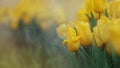 Close-up of yellow tulip spring flowers with green leaves and water drops from spraying water in garden on blurred tulip flower Royalty Free Stock Photo