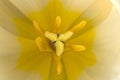 Close-up of a yellow tulip stamen