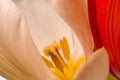 Close-up of a yellow tulip stamen