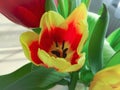 Close up yellow tulip as a postcard