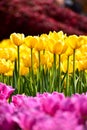 Close-up of yellow tulips in the sea of tulips in daytime. Yellow tulips in the garden with sunlight Royalty Free Stock Photo