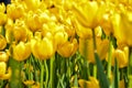 Close-up of yellow tulips in the sea of tulips in daytime. Yellow tulips in the garden with sunlight Royalty Free Stock Photo