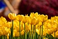 Close-up of yellow tulips in the sea of tulips in daytime. Yellow tulips in the garden with sunlight Royalty Free Stock Photo