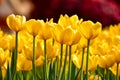 Close-up of yellow tulips in the sea of tulips in daytime. Yellow tulips in the garden with sunlight Royalty Free Stock Photo