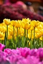 Close-up of yellow tulips in the sea of tulips in daytime. Yellow tulips in the garden with sunlight Royalty Free Stock Photo