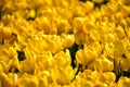 Close-up of yellow tulips in the sea of tulips in daytime. Yellow tulips in the garden with sunlight Royalty Free Stock Photo