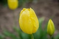 Close-up of yellow tulips with water drops with blurred green background, spring background, tulips field, springtime blossom Royalty Free Stock Photo