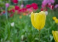 Close-up of yellow tulips with water drops with blurred green background, spring background, tulips field, springtime blossom Royalty Free Stock Photo