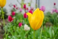 Close-up of yellow tulips with water drops with blurred green background, spring background, tulips field, springtime blossom Royalty Free Stock Photo