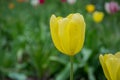 Close-up of yellow tulips with water drops with blurred green background, spring background, tulips field, springtime blossom Royalty Free Stock Photo
