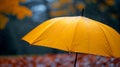 Close up, yellow umbrella under rainfall against a background of autumn leaves. Concept of rainy weather. Royalty Free Stock Photo