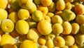 Close-up yellow ume plum fruit