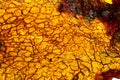 Close up of a yellow vein leaf with texture