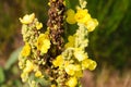 Close up of yellow verbascum thapsus mullein flower - Groote Heide, Venlo, Netherlands