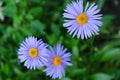 close-up, yellow with violet petals daisy flowers on green leaves in the bloom summer garden outdoors