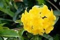 Close-up of yellow Vireya Rhododendron flowers Royalty Free Stock Photo